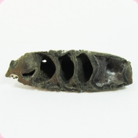 Аммонит с пиритом